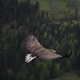 Royal Eagle Instrumental Instrumental Single