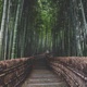 Bamboo Single