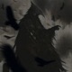 Black Crow Single