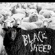 Black Sheep Single