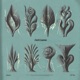 Dark Leaves Single