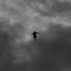 Silhouette Single