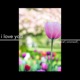 I Love You Single