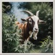 Jamaica Single
