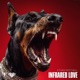 INFRARED LOVE Single
