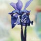 Iris Single