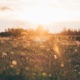 daylight Instrumental Single