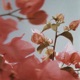 Sakura Single