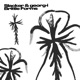 Brittle Forms Single