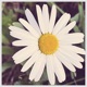 Spring Single