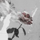 Saudade Single