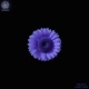 Sunflower Single