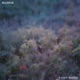 Aura Single