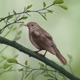 Thrush Nightingale Single