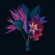 Kingdom feat North Downs Adesse Versions Remix Single
