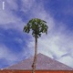 Bamboo Single
