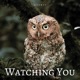 Watching You Single