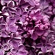Lilac Single