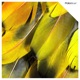 Proform Single