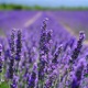 Lavender Single