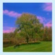 Willow Tree Single