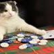 Poker feat Trevortadpol Single