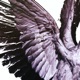 Angel Single