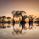 Anemoia Single