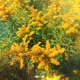 Goldenrod Single