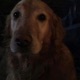 i m just a dog