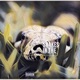 Snakes in the Grass feat fazeonerok Single