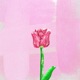 Tulip Single