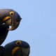 Blue Maccaw Single
