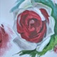 Rosa lisa Single