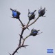 Petali Osama 3 Single