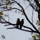 Birdxtacy Single