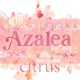 Azalea From Citrus Single