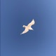 Voyage Single