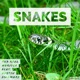 Snakes feat Austin Fillmore Single