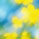 I will be your flower Single