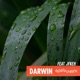 Darwin feat Jfkeh Remix Single