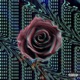 Roses Single