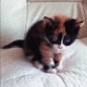 little kitten Single