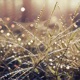 Morning Dew Single
