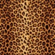 ANIMAL PRINT Single
