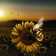 honey Single