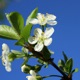 blossom Single