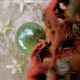 The Utopian Blossom