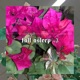Fall Asleep Single