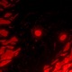 Eyes of Death Single